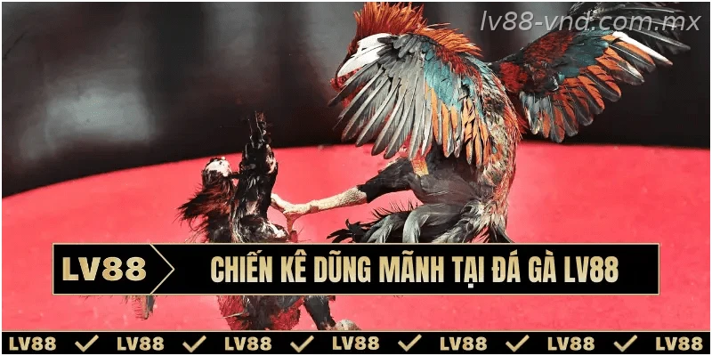 Chiến kê dũng mãnh tại đá gà LV88