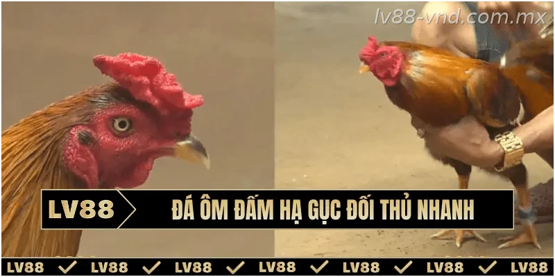 Kinh nghiệm nhận biết các lối đá phổ biến của gà chọi