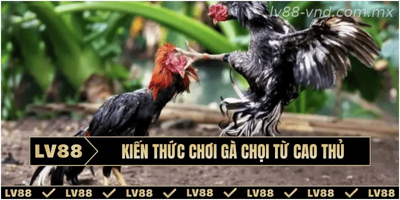 kien-thuc-choi-ga-choi-bia