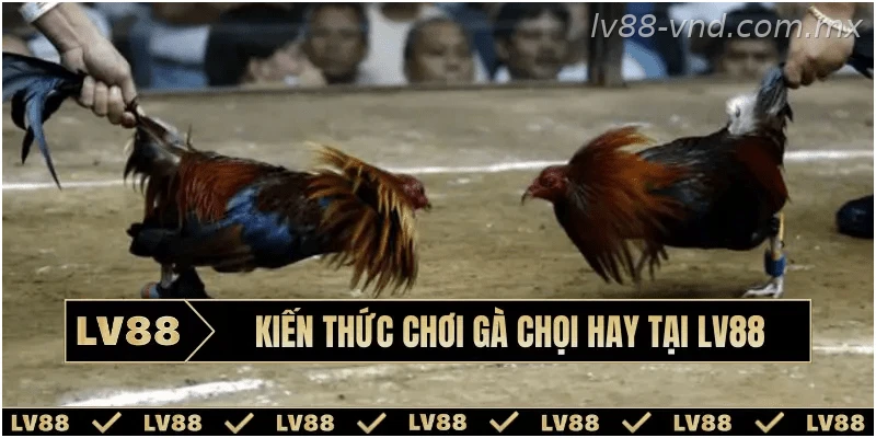 Chia sẻ kinh nghiệm xem tướng gà chọi