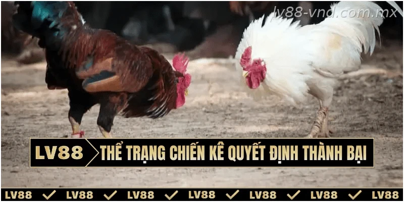 Theo dõi thể trạng chiến kê trước giờ thi đấu